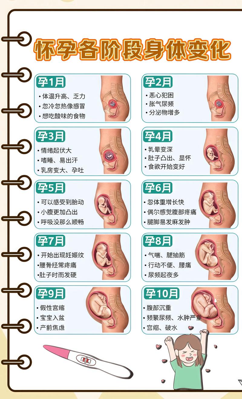 揭秘供卵代孕妈妈怀孕小腹分两节，孕期变化的奥秘青海代生机构: